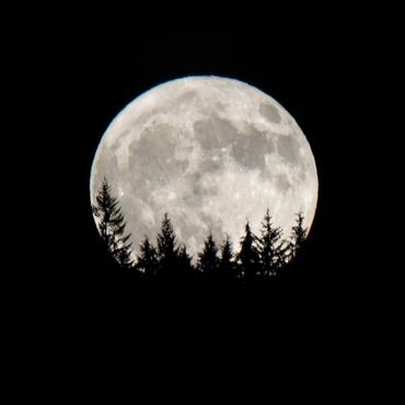 The full moon rising over an evergreen forest in the PNW