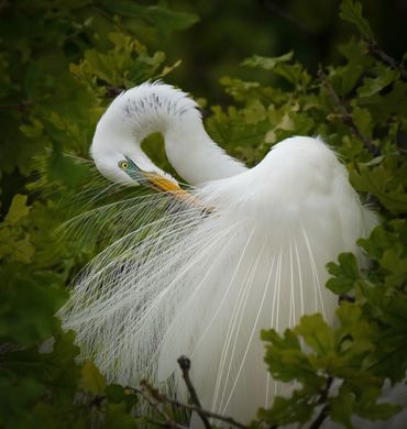 Great Egret preening in the treetops