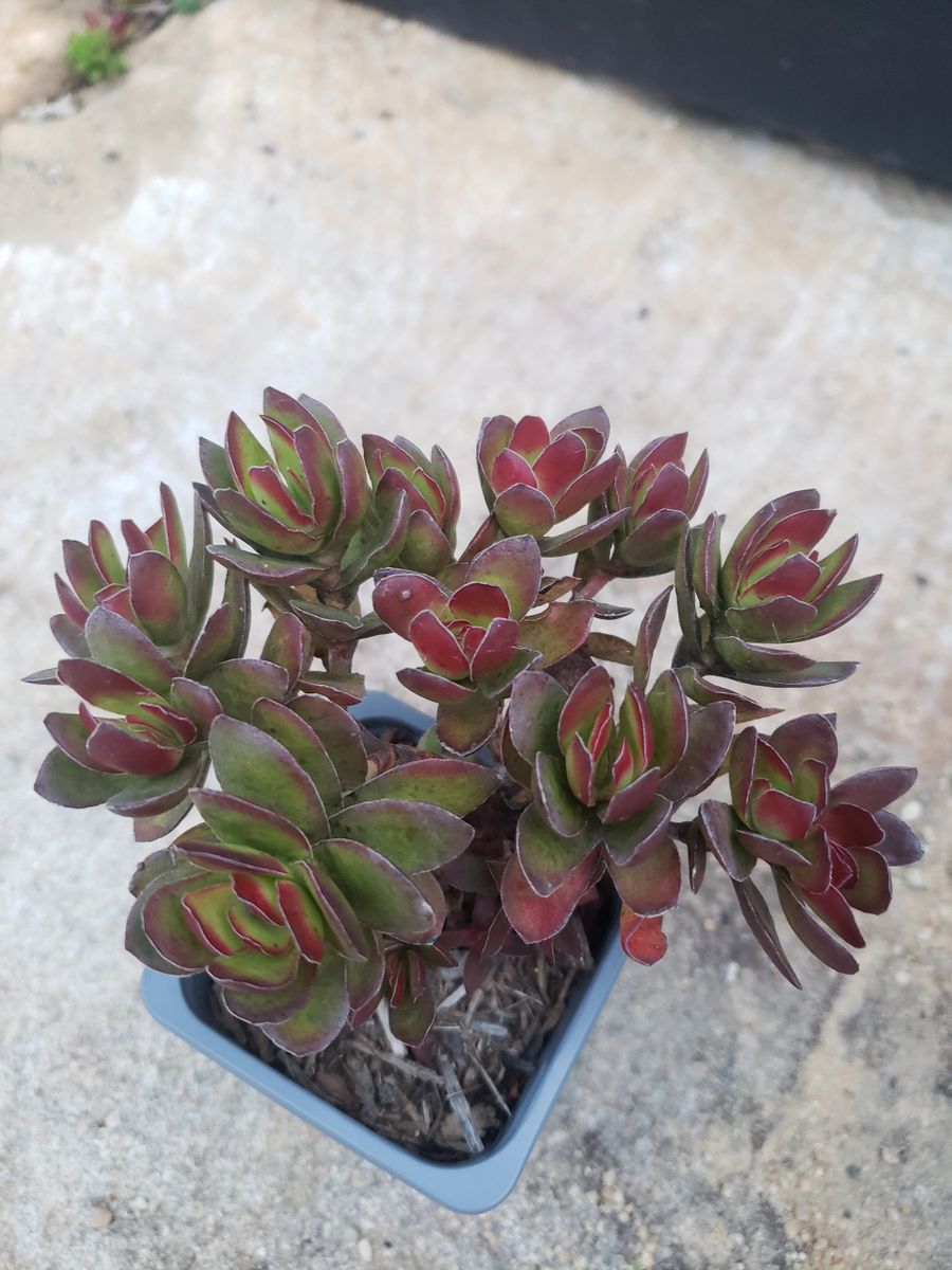 Crassula Red Tipped Butterfly Bush Succulent/ Rubricaulis