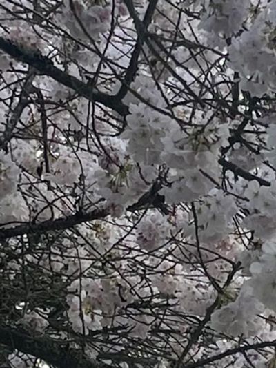 Close-up of cherry blossom branches with white flowers.