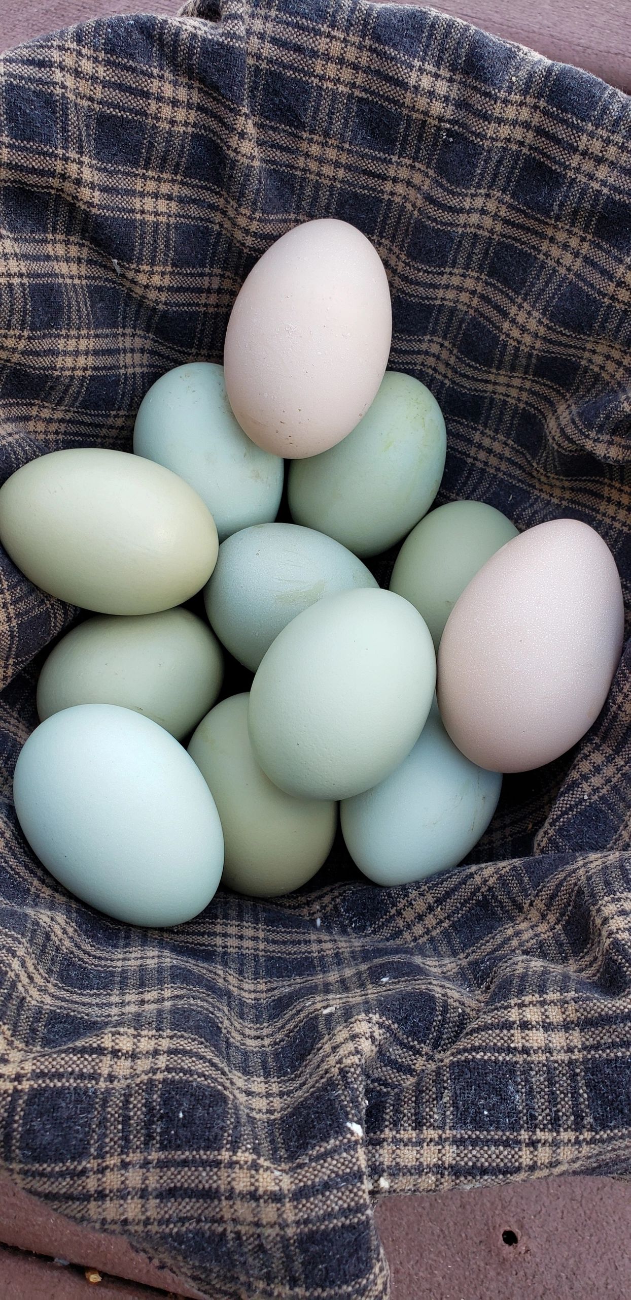 Five Roots Farm Pastured Livestock Winchester, Virginia