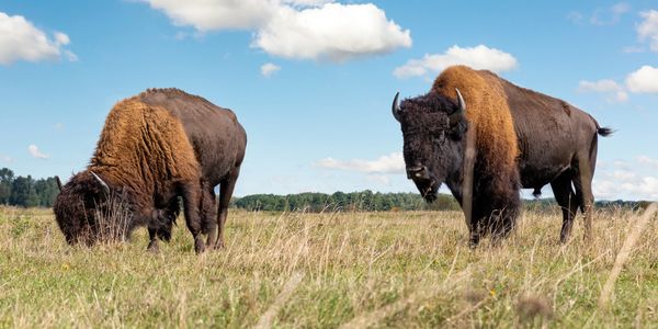 Strong foundation symbolized by bison in open plains, secure stable managed IT for small businesses