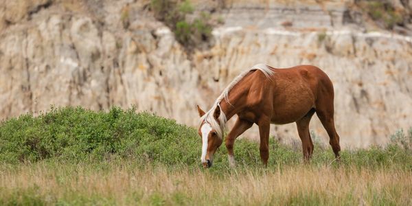 Steady, controlled progress symbolized a horse grazing, representing advanced managed IT businesses.