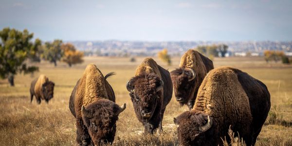 Layered defense that stands its ground.