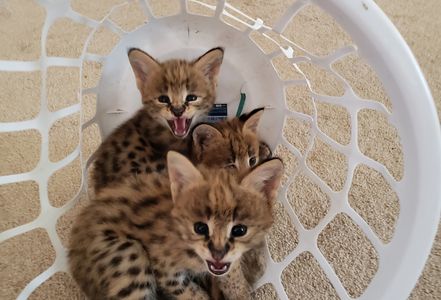 A basket full of serval kittens 
