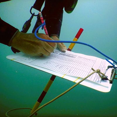 Underwater survey image.