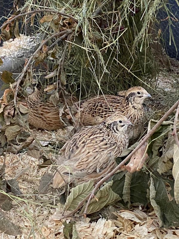 Nant Helyg Farm highest welfare quail