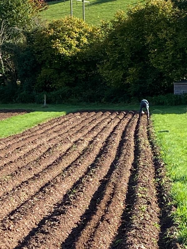 Nant Helyg Farm Autumn garlic planting