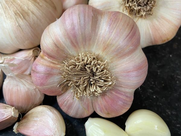 Fresh cured garlic