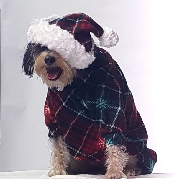 The Posh Pet Boutique Dog Clothes, Dog Boutique