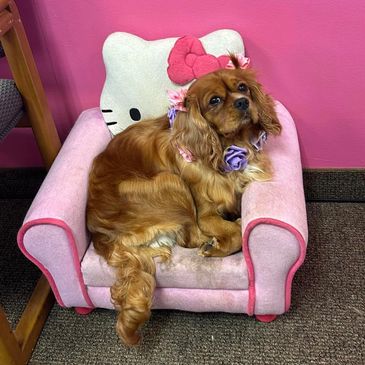 Sakura Small Dog Bandana  POM & CHI Pet Boutique – Pom & Chi Pet Boutique