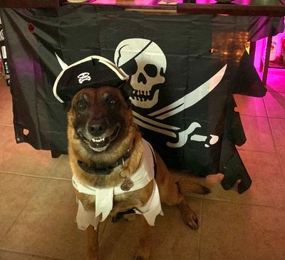 Meet Bexter, One of Our Angel K9’s Who Served as a Dual Purpose K9. Rest in Peace Bex