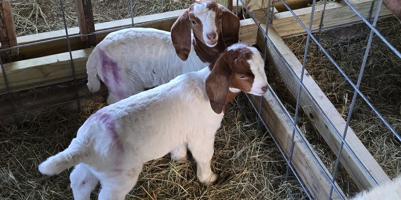 Current babies we have