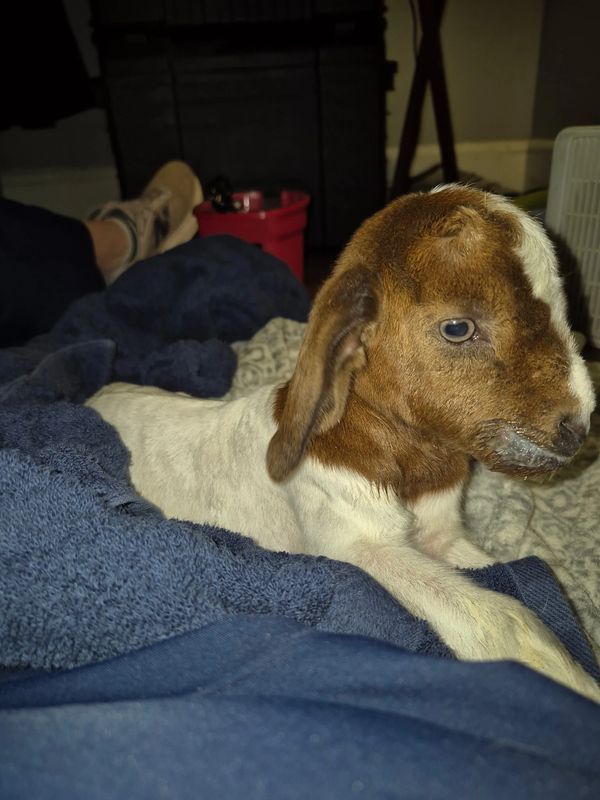 New babies to the farm.