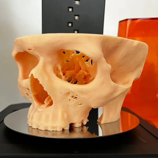 3D printed anatomical model of a skull