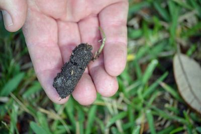 Core aeration plug from lawn aerator in Champlin