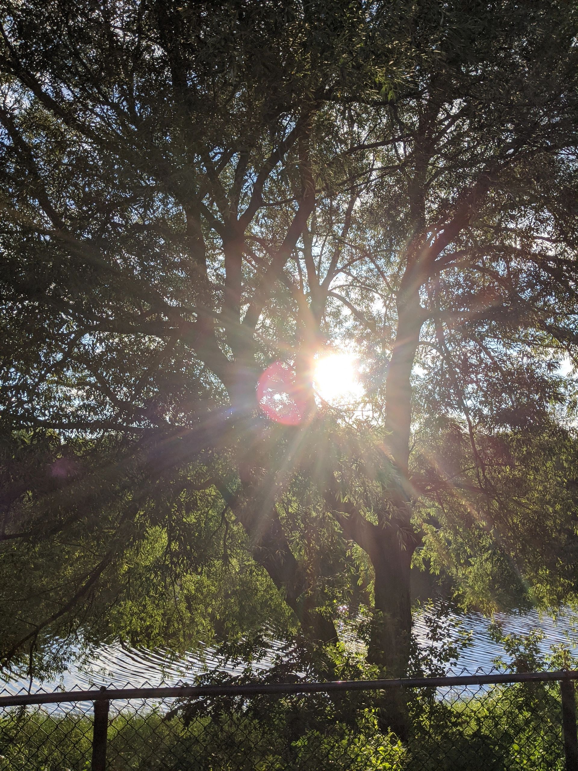 Soleil traversant un arbre près d'une rivière
