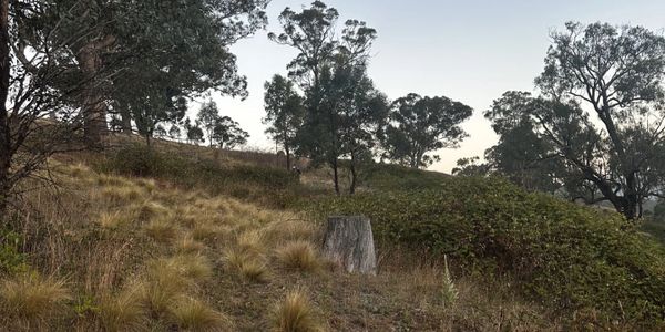 A grassy hillside with scattered trees and a tree stump at dusk.