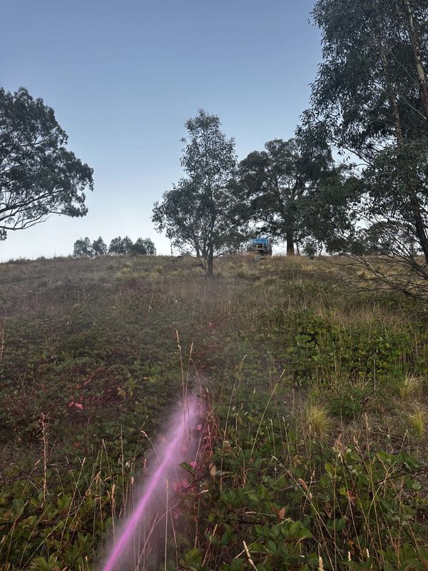 A grassy hillside with trees under a clear sky and a purple light streak.