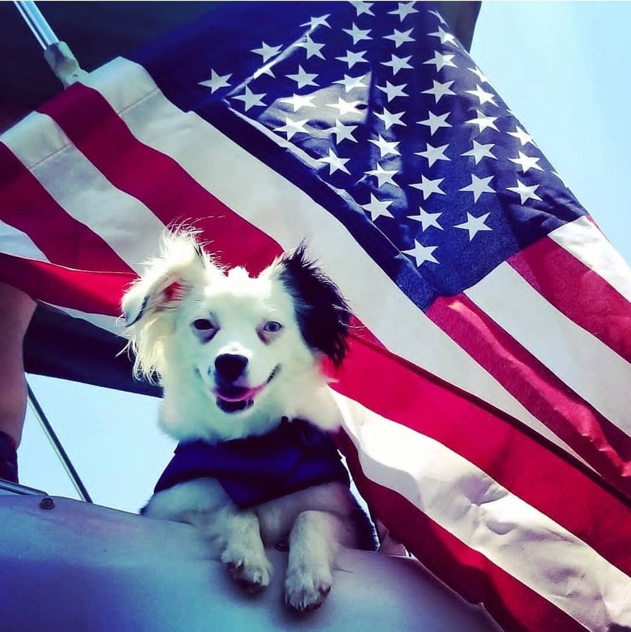We love our furry friends !
#PooScoopinTroops