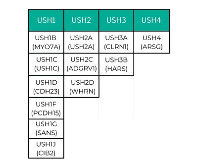 A chart showing the subtypes of Usher syndrome with their respective mutated gene. 