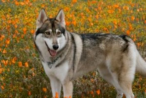 wolf and wild poppies.