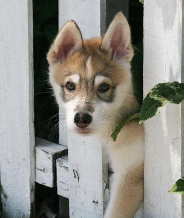 Wolf cub.