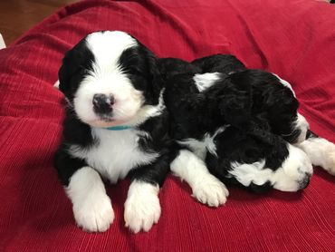 Sheepadoodle puppy