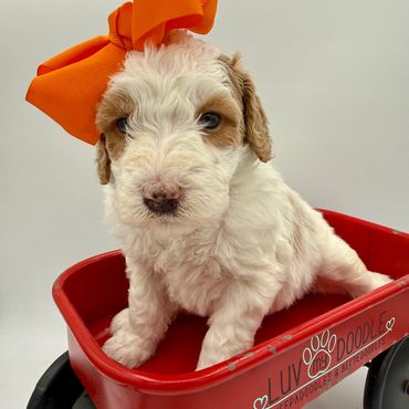 Meet this sweet little Mini Bernedoodle girl — a gentle and adorable puppy from Luvmydoodle.