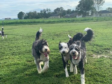 Bernedoodle puppies playing