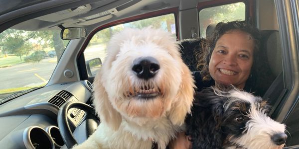 dogs with owner in car, in drivers seat