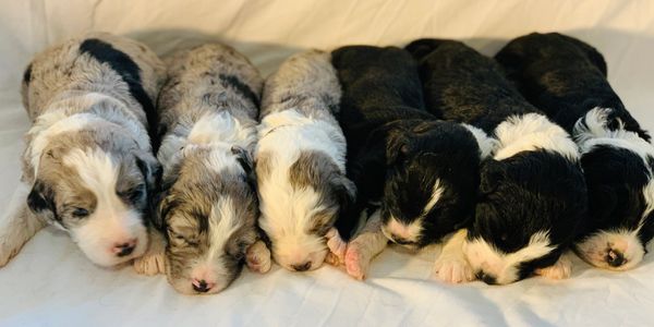 Sheepadoodle Puppies For Sale Luvmydoodle