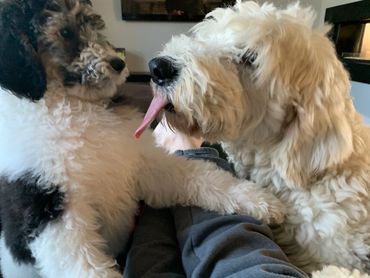 Old English Sheepdog with tongue out