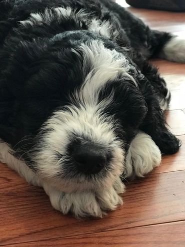 Bernedoodle napping