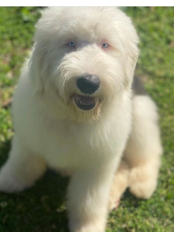 bernedoodle and sheepadoodle puppy