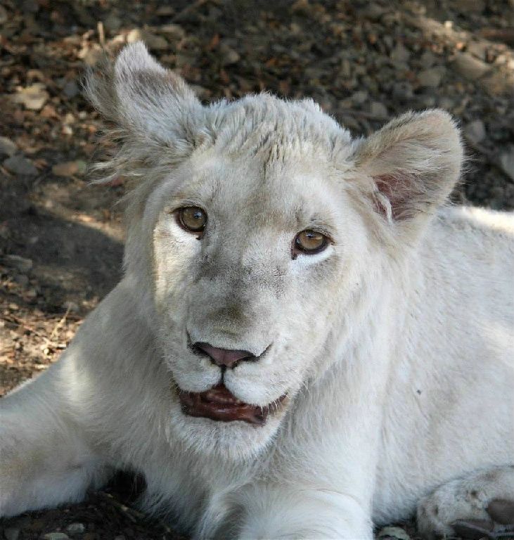 baby white lion with blue eyes