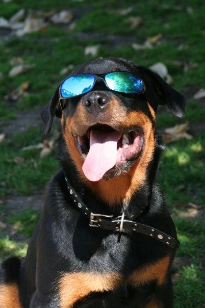 Rottweilers