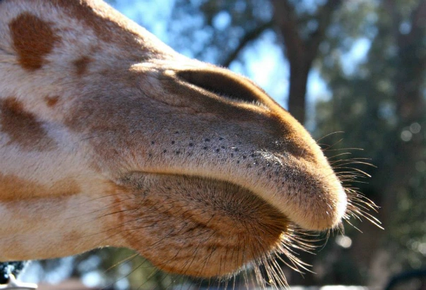 giraffes predators