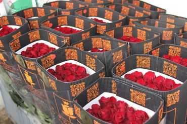Red roses Ecuador wholesale