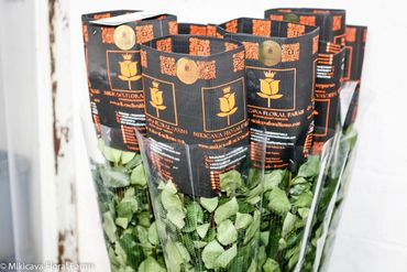 Long stem roses Ecuador wholesale