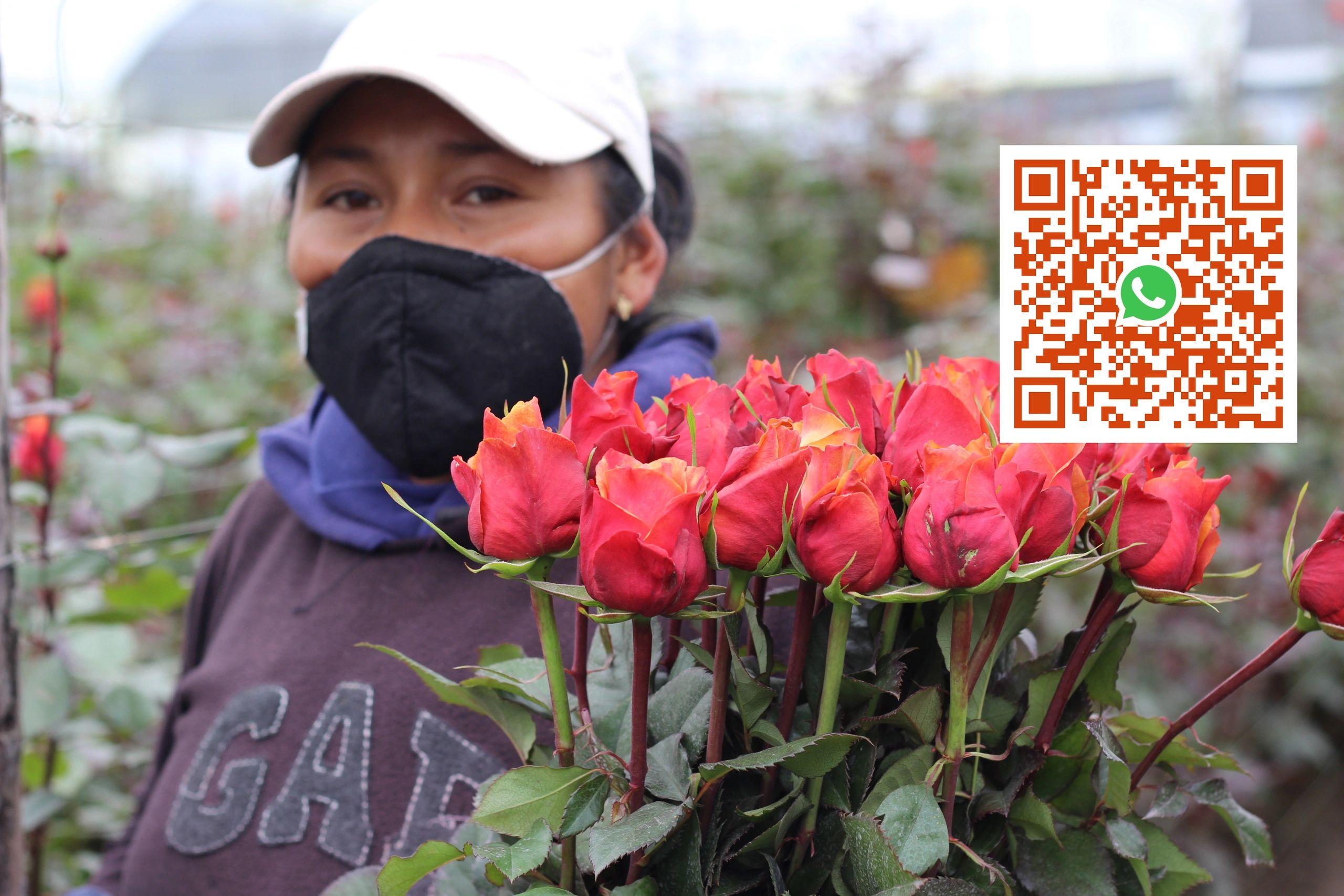 ABOUT US Mikicava Export Flowers Ecuador Rose Farms Plantations