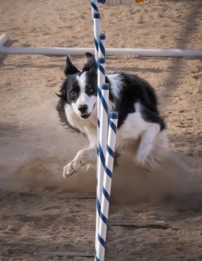 Border collie weaving through agility poles.