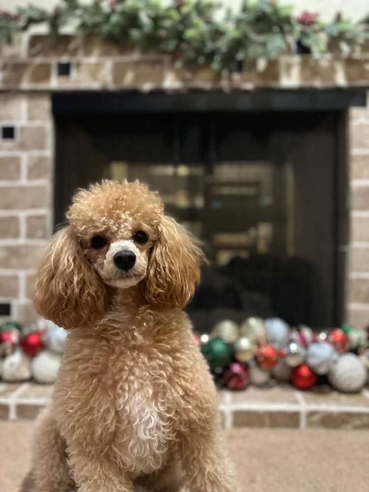 Poodles for sale in my area sale