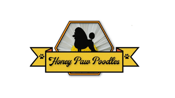 Honey paw poodles