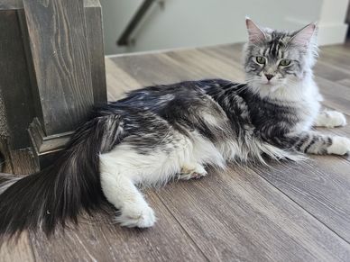 White and grey Maine Coon cat laying on the floor, relaxed and comfortable, showing its fluffy coat.