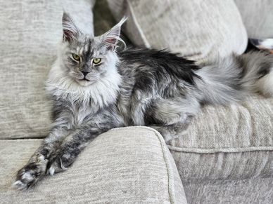 Grey and white Maine Coon with green eyes sitting on the couch, stretching its front paws straight.