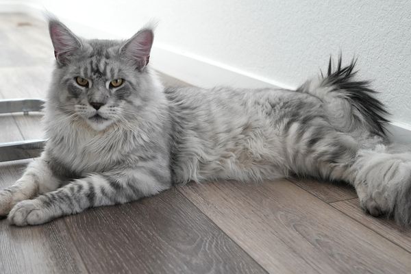 A majestic gray Maine Coon cat lying on a wooden floor.