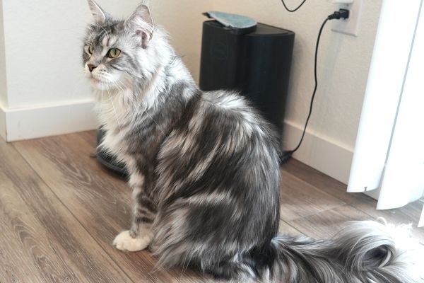 Fluffy gray and white cat sitting on wooden floor near a black speaker.