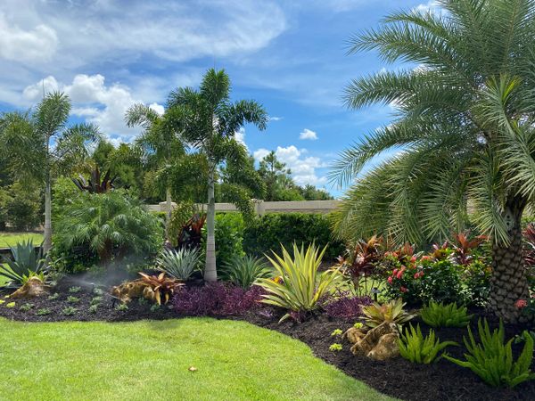 Lush tropical garden with multiple palm trees