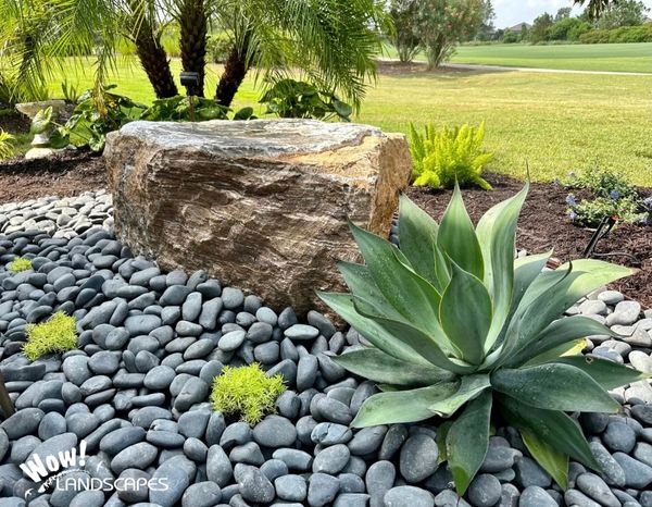 Agave plant with boulder and black river rock